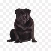 小狗繁殖玩具狗鼻子-空若网 小狗繁殖玩具狗鼻子-空若网