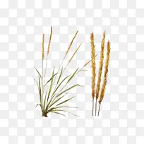 羽毛芦苇草 二芒草 普通芦苇-空若网 羽毛芦苇草 二芒草 普通芦苇-空若网