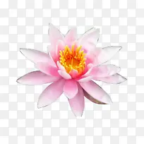 ˯�� ˮ��ֲ�� ��˯��-������