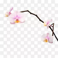 飞蛾兰花兰-空若网 飞蛾兰花兰-空若网