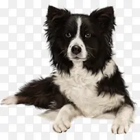 粗牧羊犬 边境牧羊犬 小狗-空若网 粗牧羊犬 边境牧羊犬 小狗-空若网