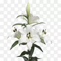 白鳞茎百合切花-空若网 白鳞茎百合切花-空若网