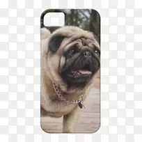 帕格iphone 5s法国斗牛犬iphone 5c-pug-空若网 帕格iphone 5s法国斗牛犬iphone 5c-pug-空若网