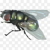 昆虫 苍蝇 视频-空若网 昆虫 苍蝇 视频-空若网