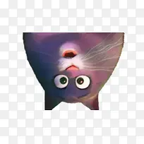 猫 紫色 鼻子-空若网 猫 紫色 鼻子-空若网