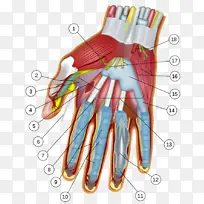 手腕 手 腕骨-空若网 手腕 手 腕骨-空若网