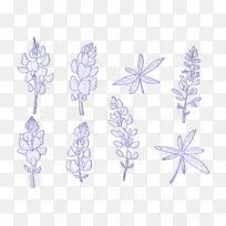 花瓣 对称 植物-空若网 花瓣 对称 植物-空若网