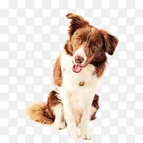 边境牧羊犬 苏格兰牧羊犬 粗牧羊犬-空若网 边境牧羊犬 苏格兰牧羊犬 粗牧羊犬-空若网