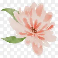 花瓣 桃子 植物-空若网 花瓣 桃子 植物-空若网