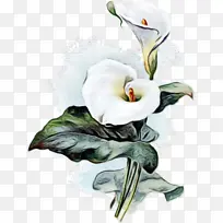 阿鲁姆利 沼泽阿鲁姆 绘画-空若网 阿鲁姆利 沼泽阿鲁姆 绘画-空若网