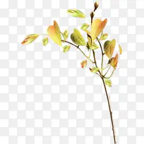 树枝 叶子 嫩枝-空若网 树枝 叶子 嫩枝-空若网