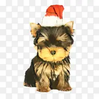 约克郡梗 小狗 约克波-空若网 约克郡梗 小狗 约克波-空若网