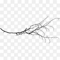 树枝枝条剪枝艺术-空若网 树枝枝条剪枝艺术-空若网