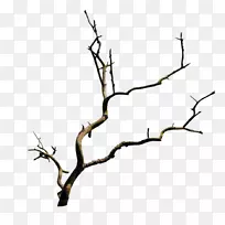 ��֦��֦����-������