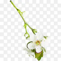 花卉 花卉设计 花朵-空若网 花卉 花卉设计 花朵-空若网