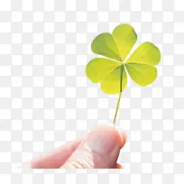 ÈýÒ¶²Ý ´óÍ·²Ý µçÄÔ-¿ÕÈôÍø ÈýÒ¶²Ý ´óÍ·²Ý µçÄÔ-¿ÕÈôÍø