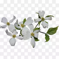 山茱萸,山茱萸.水彩画白花-空若网 山茱萸,山茱萸.水彩画白花-空若网