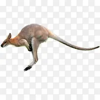 袋鼠 巨足动物 动物-空若网 袋鼠 巨足动物 动物-空若网