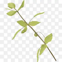 树枝 植物茎 叶-空若网 树枝 植物茎 叶-空若网