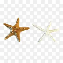 海星 身体珠宝 珠宝-空若网 海星 身体珠宝 珠宝-空若网