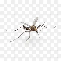 昆虫 膜 害虫-空若网 昆虫 膜 害虫-空若网