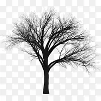 树 树枝 树干-空若网 树 树枝 树干-空若网