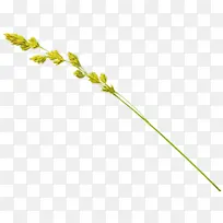 ²Ý Ö²Îï¾¥ »¨-¿ÕÈôÍø ²Ý Ö²Îï¾¥ »¨-¿ÕÈôÍø