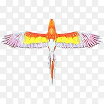 喙 羽毛 翅膀-空若网 喙 羽毛 翅膀-空若网