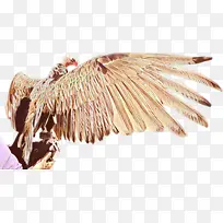 羽毛 植物 翅膀-空若网 羽毛 植物 翅膀-空若网