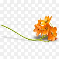 花 花瓣 春天-空若网 花 花瓣 春天-空若网