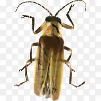 萤火虫 长角甲虫 甲虫-空若网 萤火虫 长角甲虫 甲虫-空若网