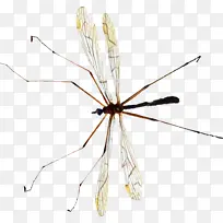 蚊子 昆虫 害虫-空若网 蚊子 昆虫 害虫-空若网