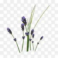 Ӣ��޹�²� ����ֲ�� ��-������