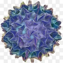 切花 绣球 澳大利亚-空若网 切花 绣球 澳大利亚-空若网