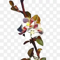 植物茎 小枝 花瓣-空若网 植物茎 小枝 花瓣-空若网