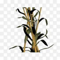 玉米 植物茎 花-空若网 玉米 植物茎 花-空若网