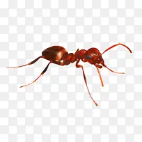 蚂蚁 昆虫 白蚁-空若网 蚂蚁 昆虫 白蚁-空若网