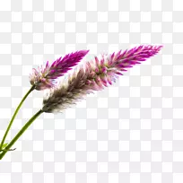 Ұ���廨����-������