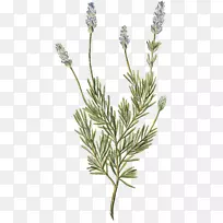 英国薰衣草法国薰衣草毛巾纸香草薰衣草-空若网 英国薰衣草法国薰衣草毛巾纸香草薰衣草-空若网