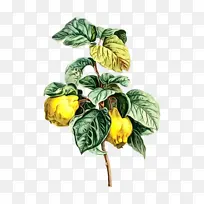 木瓜 木瓜奶酪 梨-空若网 木瓜 木瓜奶酪 梨-空若网