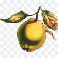 梨 食品 超级食品-空若网 梨 食品 超级食品-空若网