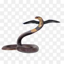 蛇 爬行动物 眼镜王蛇-空若网 蛇 爬行动物 眼镜王蛇-空若网