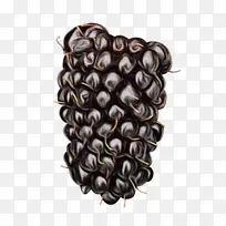 水果 植物-空若网 水果 植物-空若网