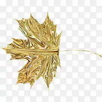 金 叶 草家族-空若网 金 叶 草家族-空若网