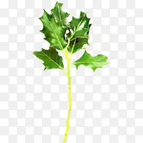 ��֦ ֲ�ﾥ ��ͩ-������