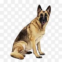 德国牧羊犬 小狗 白牧羊犬-空若网 德国牧羊犬 小狗 白牧羊犬-空若网