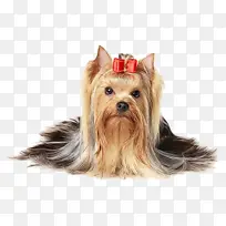 约克郡梗 杰克拉塞尔梗 公牛梗-空若网 约克郡梗 杰克拉塞尔梗 公牛梗-空若网