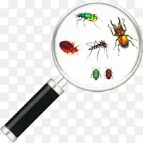 昆虫 膜 害虫-空若网 昆虫 膜 害虫-空若网