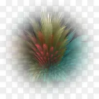 电脑 草 植物-空若网 电脑 草 植物-空若网