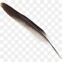 羽毛 羽毛笔 钢笔-空若网 羽毛 羽毛笔 钢笔-空若网